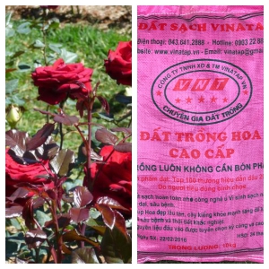 Đất trồng hoa hồng | Đất trồng hoa VinaTap | Đất sạch dinh dưỡng trồng hoa dễ trồng giá rẻ