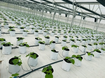 VinaTap Vietnam – Premium Cocopeat, Coir Fiber, Coir Chips Supplier | Low EC Export Substrates 2025