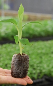 Giá thể gieo hạt giống | Trồng rau mầm | Gieo hạt | Ươm bầu cây | Sản phẩm chất lượng cao nhà máy VinaTap sản xuất