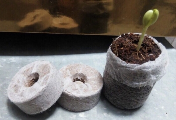 Coco Peat pellets disc moss grow for agriculture Seedling Soil Block. Made in Viet Nam