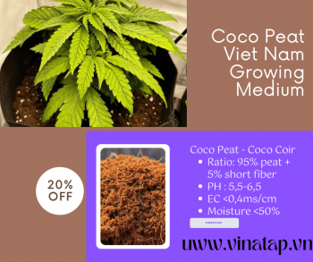 Wholesale Cocopeat for Growing Cannabis