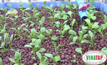 Bán viên đất nung trồng Lan, Aquaponic, thuỷ canh, trồng rau, Made in Việt Nam | Size 4-8mm