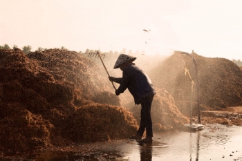 Xơ Dừa Làm Đệm Lót Chuồng Trại Chăn Nuôi: Giải Pháp Tiết Kiệm và Bền Vững