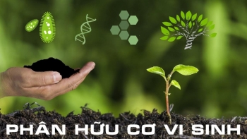 Phân bò hữu cơ | Chuyên bón rau màu hiệu quả | Đã ủ hoai kỹ | Vận chuyển toàn quốc