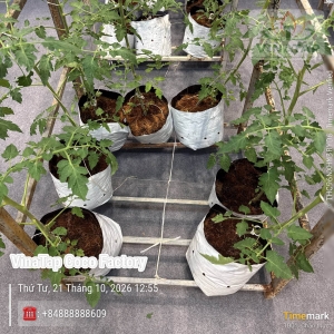 Mekong Coco 1GL – Giá Thể Mụn Dừa Nén OMRI Organic Chuẩn Mỹ | VinaTap