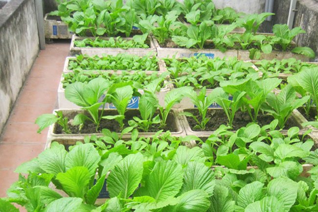 COMBO 100 bao | Đất Trồng Rau | Đất Vi Sinh VinaTap 20dm3 | Trồng rau sạch năng suất cao, giá thể trồng rau trong Chậu, ban công, sân thượng Chất lượng nhất hiện nay.