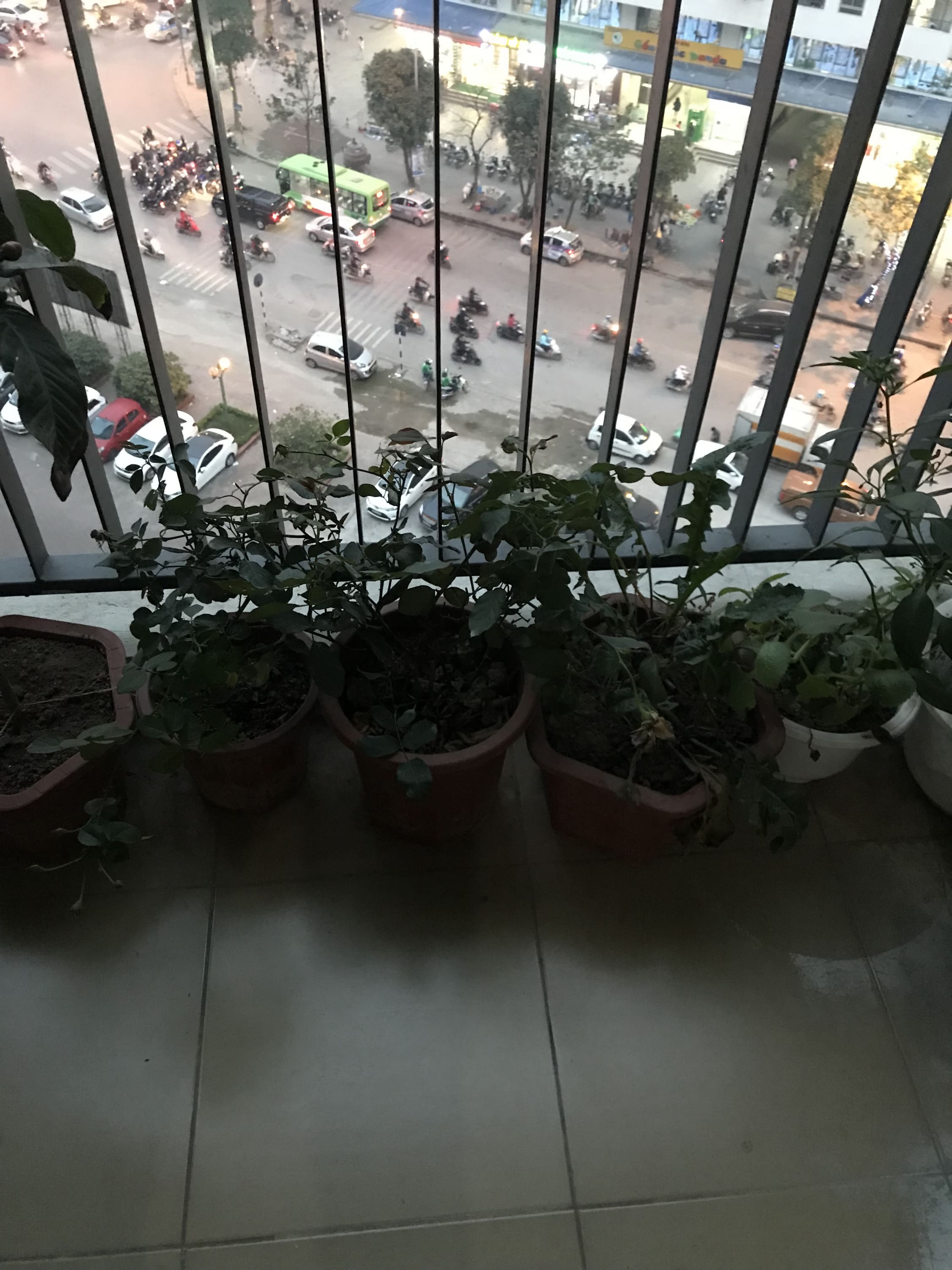 Đất Trồng Cây Cảnh – Cây Văn Phòng VinaTap (Tơi Xốp – Giữ Ẩm Tốt – Ít Sâu Bệnh)