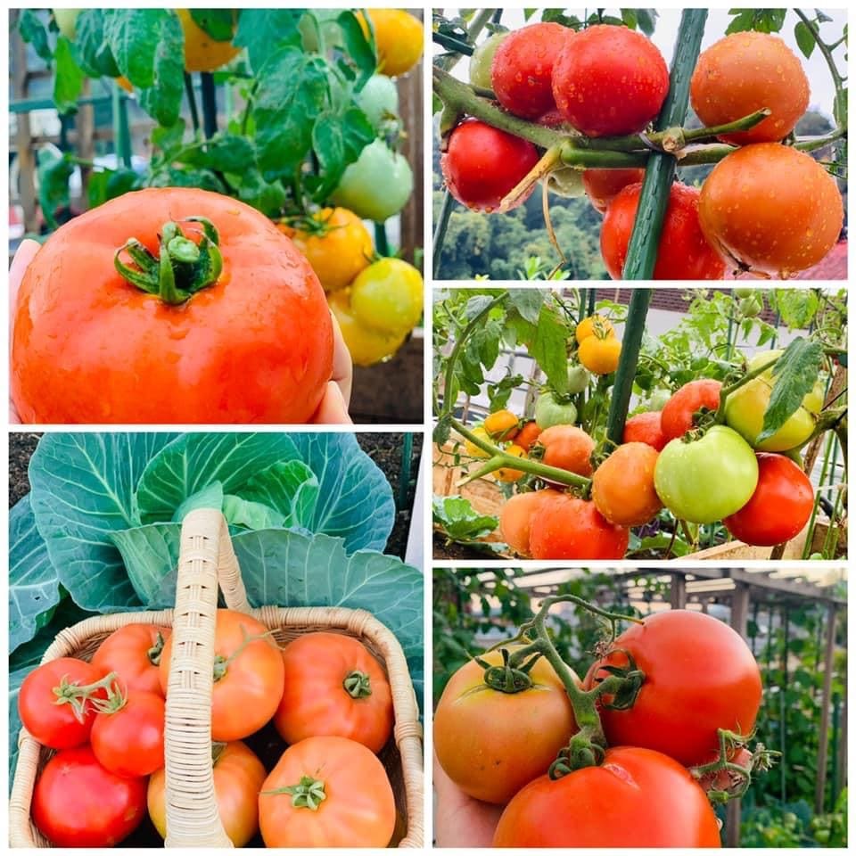 Đất Trồng Cây Ăn Quả VinaTap – Giàu Dinh Dưỡng – Tơi Xốp – Kích Rễ Mạnh