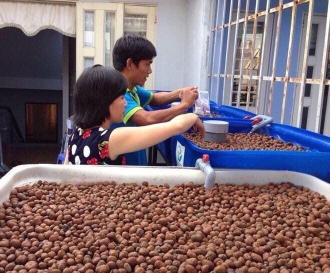 Ứng dụng thực tế của sỏi nhẹ Keramzit VinaTap trong hệ thống Aquaponics nuôi cá trồng rau