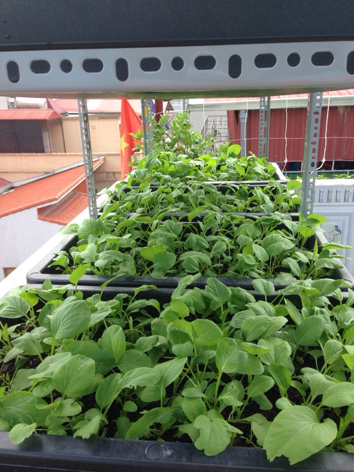Đất Trồng Rau sạch | Trọng lượng 25kg | Đất trồng Rau ăn lá tốt nhất hiện nay | Công ty VinaTap sản xuất