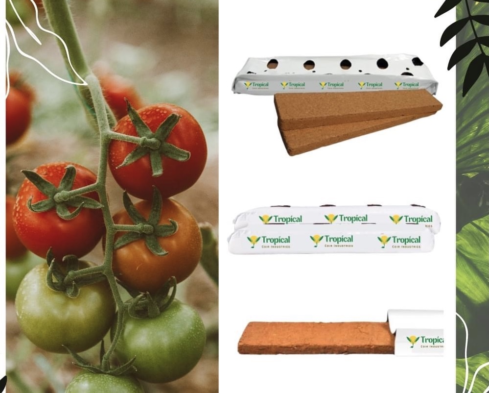 Tomato Grow Bag Supplier Vietnam | Greenhouse Tomato Substrate Manufacturer | VinaTap