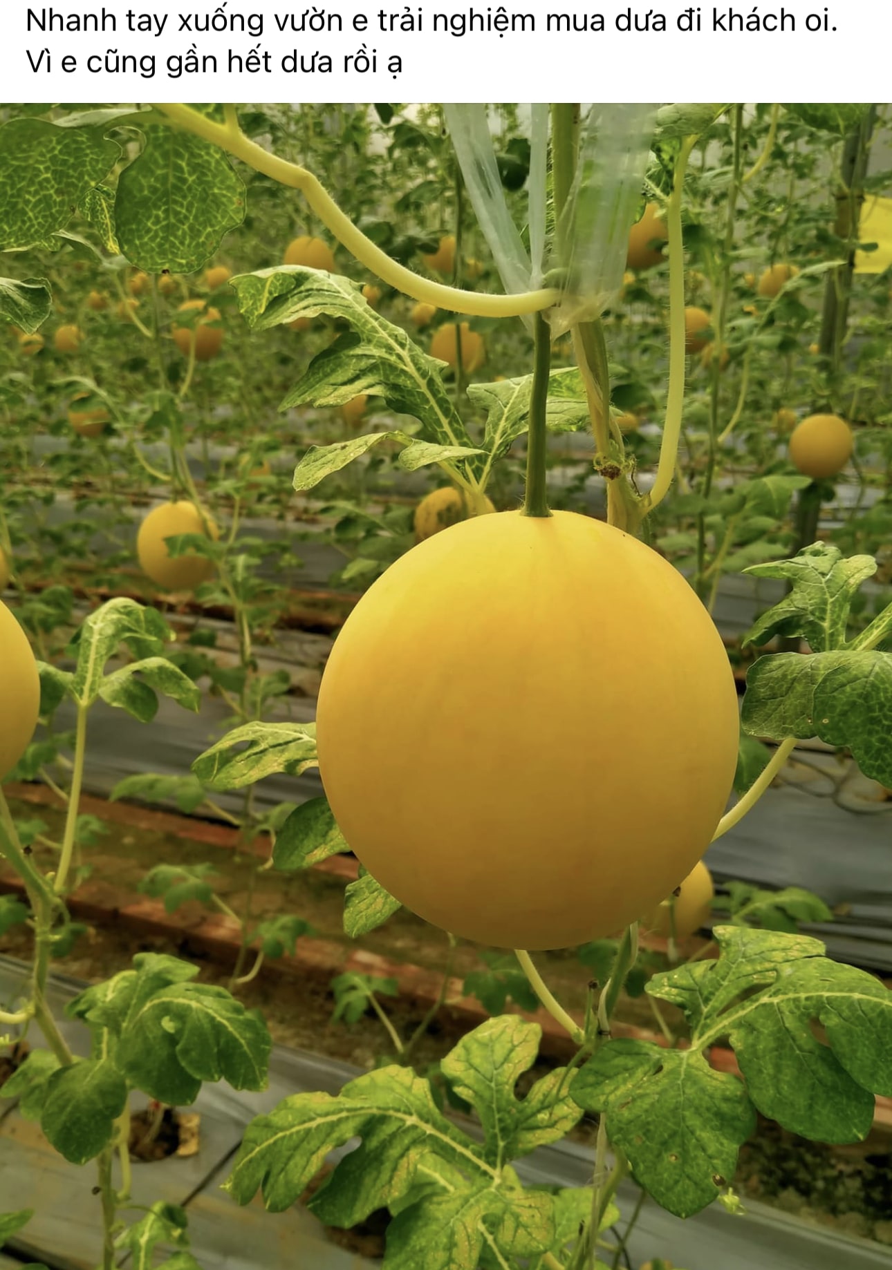 Mụn Dừa Trồng Dưa Lưới – Giá Thể Chuyên Dụng Cho Melon | VinaTap Việt Nam