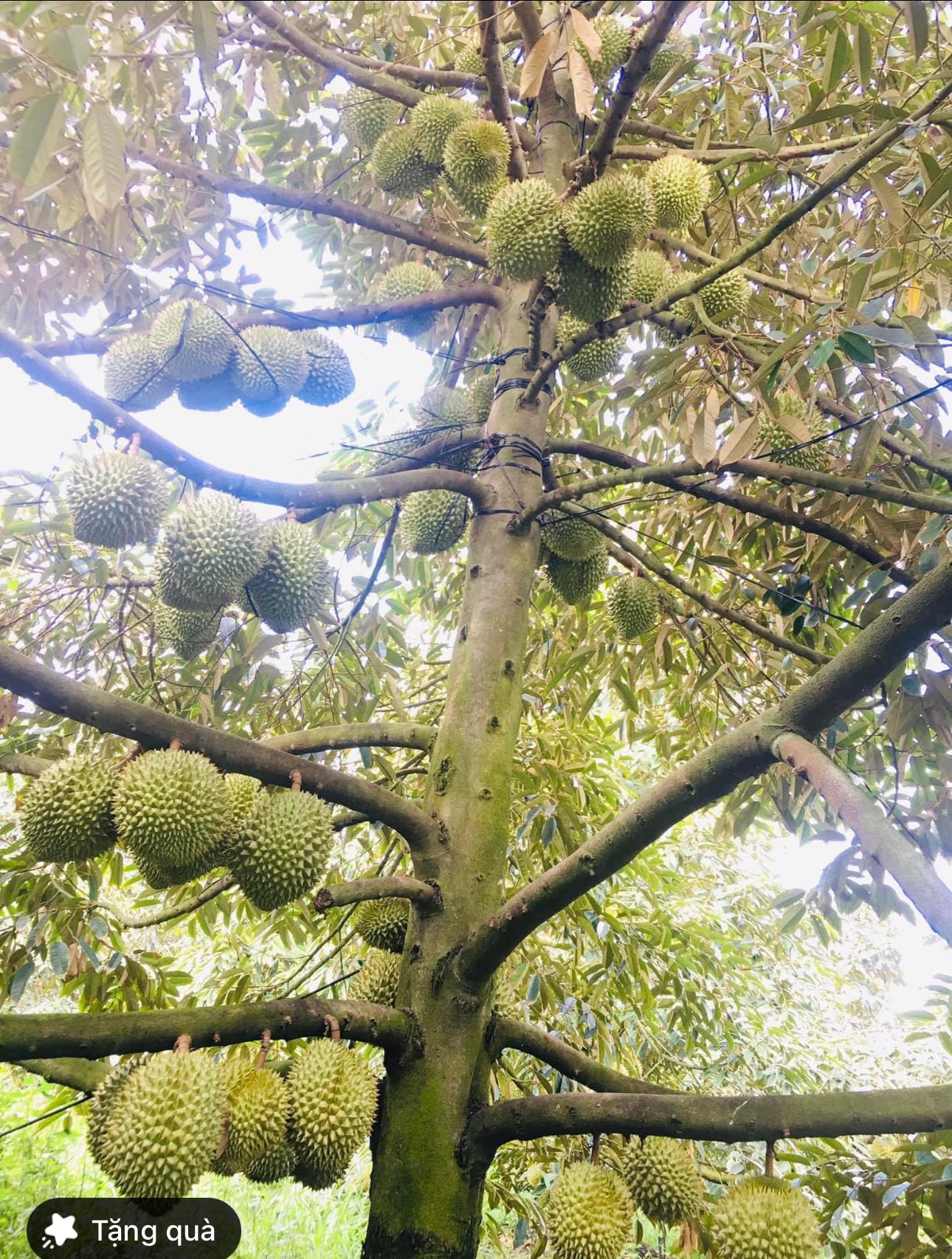 Chúng tôi luôn sẵn sàng hỗ trợ bạn trong việc chăm sóc cây sầu riêng và nâng cao năng suất mùa vụ!