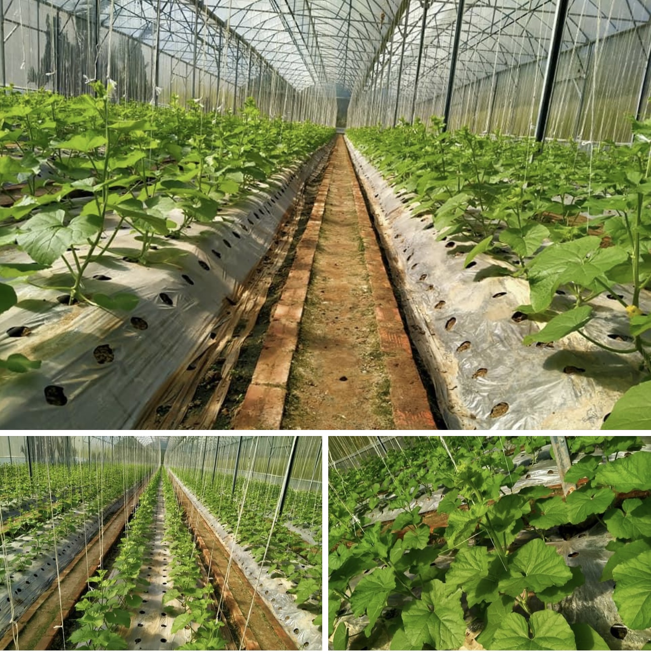 Thẻ xơ dừa ép growbag Vinatap chuyên trồng cây trong nhà kính, nhà lưới