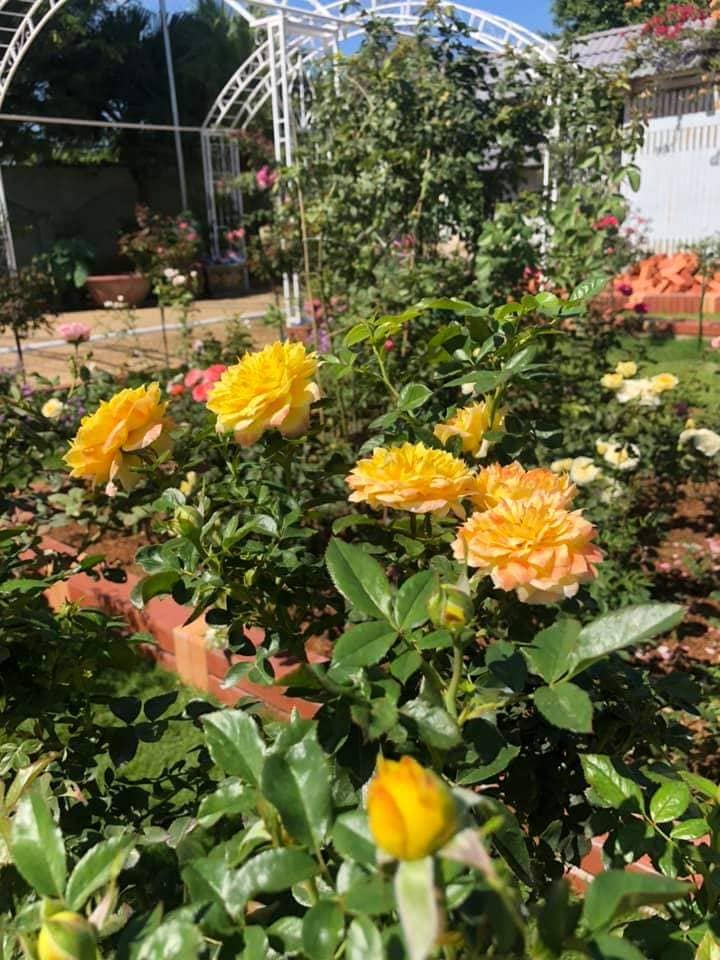 Đất Trồng Hoa VinaTap – Đất Sạch Hữu Cơ – Giúp Hoa Nở Đẹp – Lâu Tàn