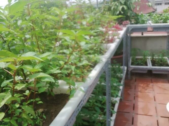 Đất Trồng Rau VinaTap – Đất Sạch Hữu Cơ – Giàu Dinh Dưỡng – Sạch An Toàn Cho Rau Ăn Lá