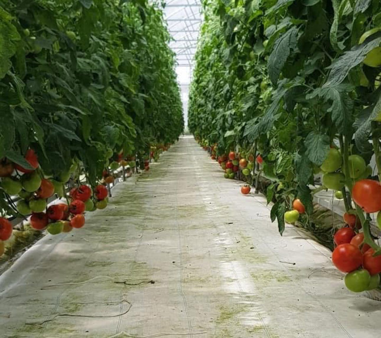 VinaTap coco coir grow bags installed in a commercial greenhouse for tomato and cucumber cultivation