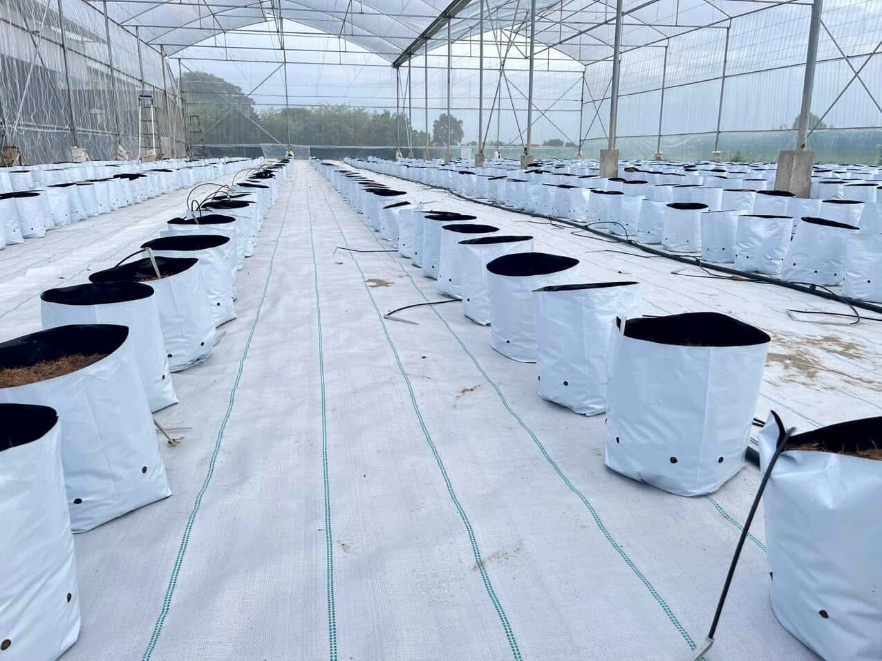 Xơ dừa trồng cà chua
