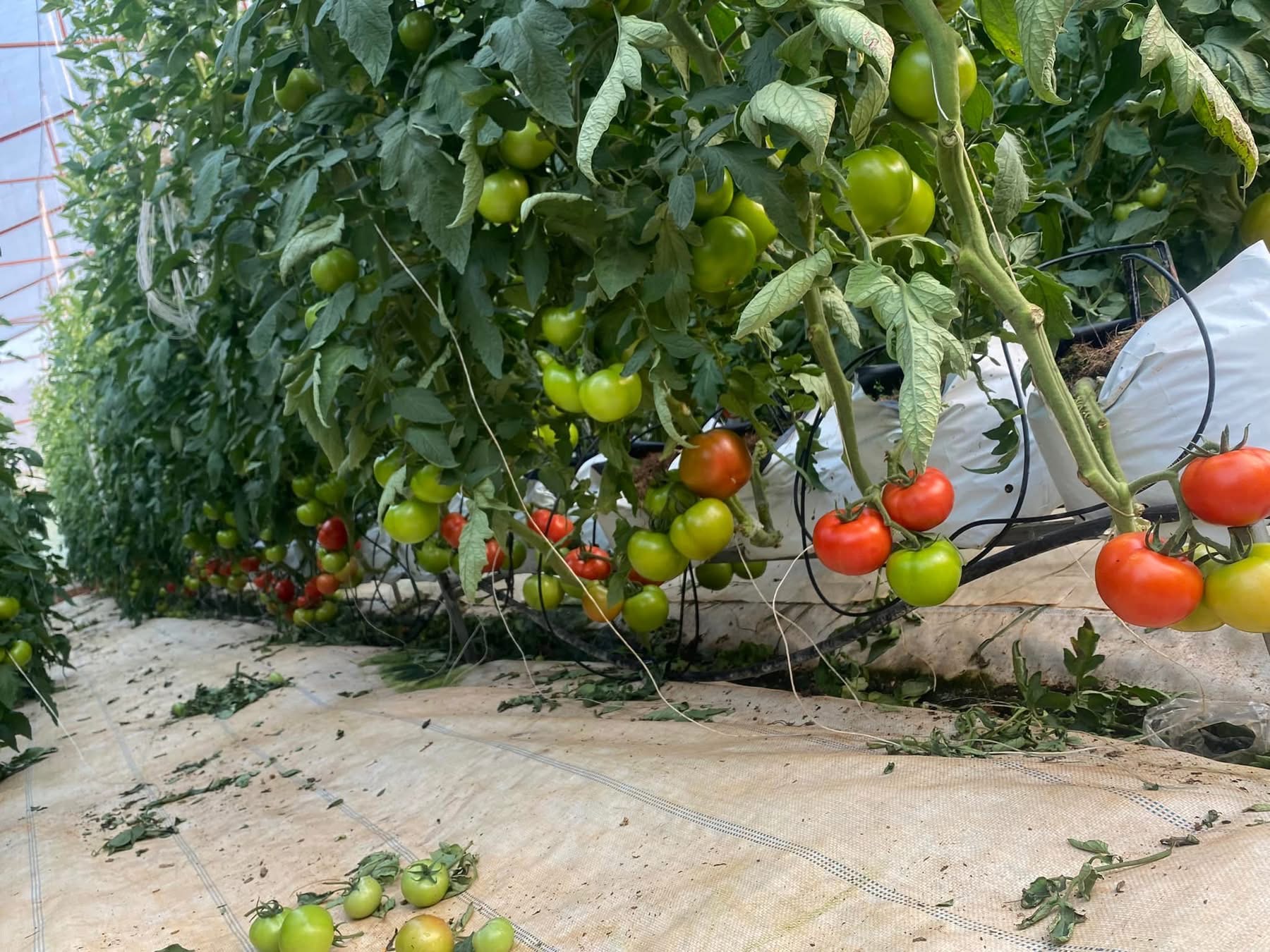 Xơ dừa Vinatap trồng cà chua hiệu quả cao, giá thể trồng cà chua