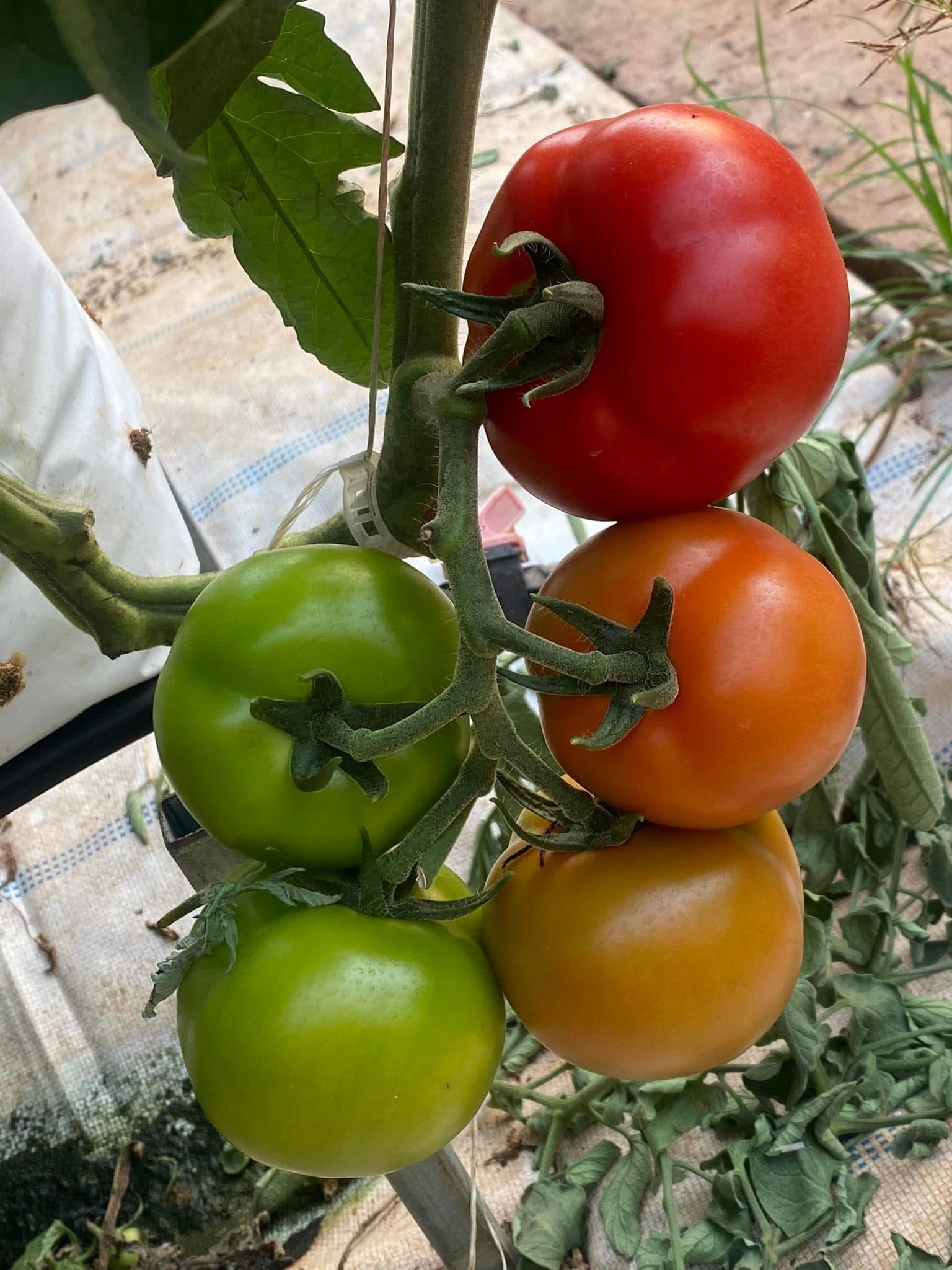 Mụn Dừa Trồng Cà Chua – Ớt – Giá Thể Chuyên Dụng Cho Tomato &amp; Pepper | VinaTap Việt Nam