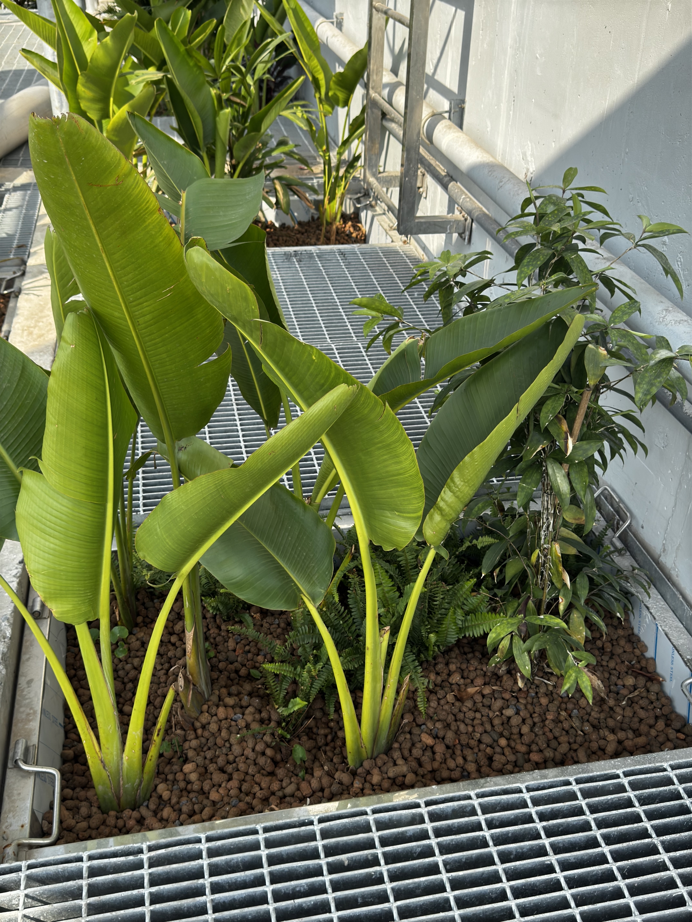 Ứng dụng sỏi nhẹ Keramzit trồng bonsai sen đá và hệ thống thủy canh