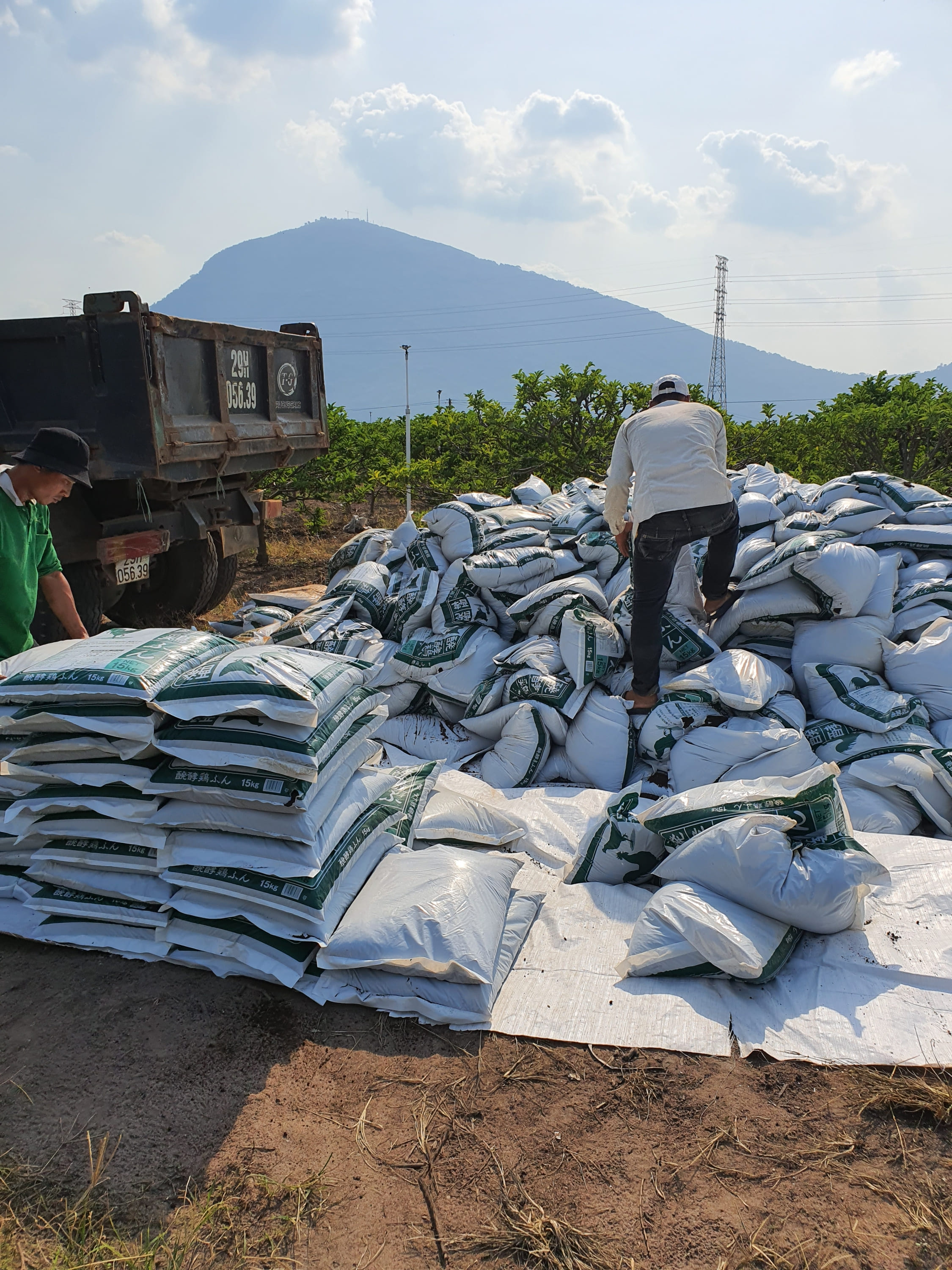 phân gà Nhật bản nhập khẩu