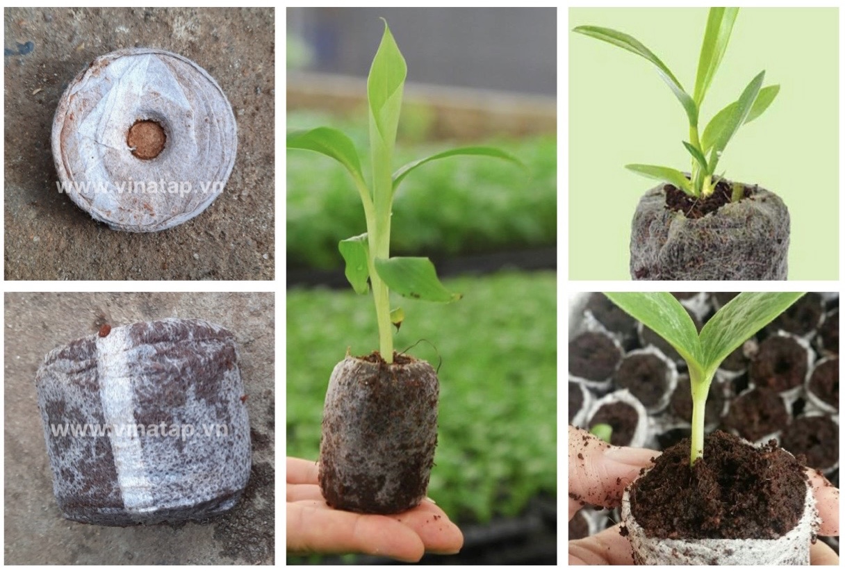 VinaTap seed incubation tablets | High-Efficiency Seed Nursery Coir Tablets | Manufacturer VinaTap Vietnam