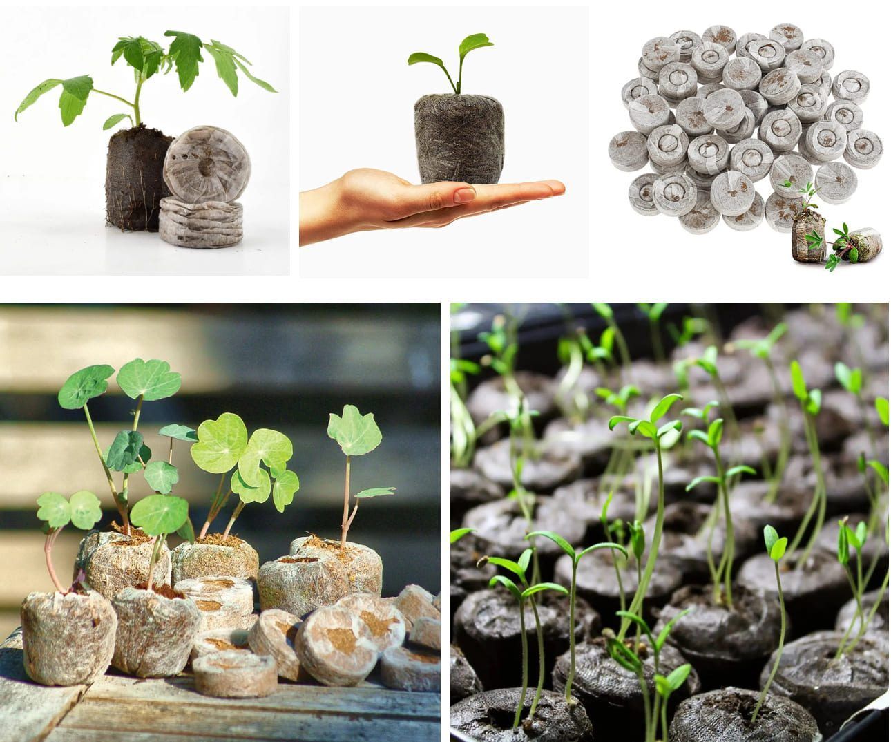 VinaTap coir seed pellets supporting vigorous seedling germination and root growth in a greenhouse