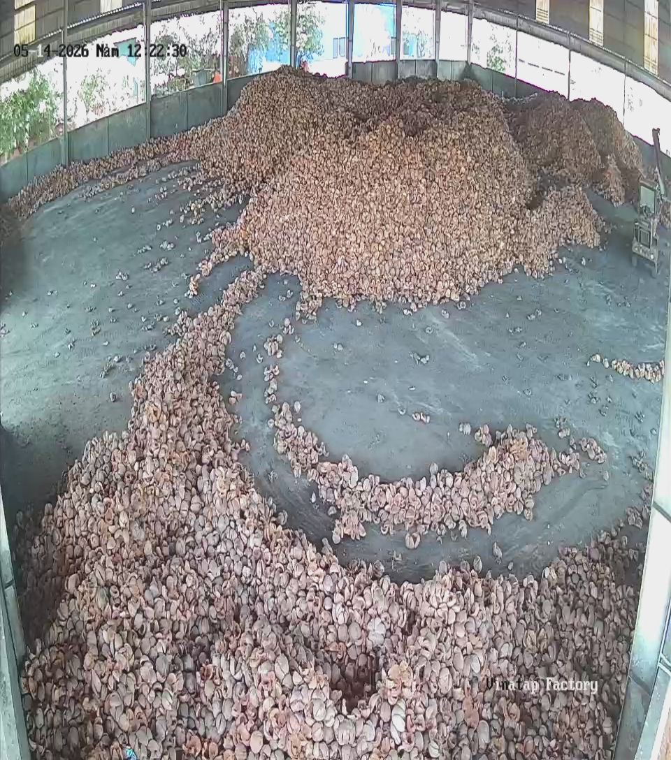 VinaTap mature coconut husk raw material sourcing yard in Vietnam