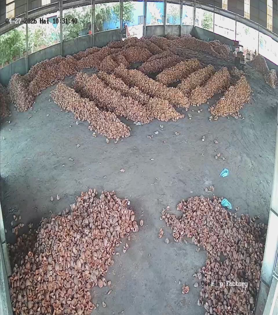 VinaTap mature coconut husk raw material sourcing yard in Vietnam