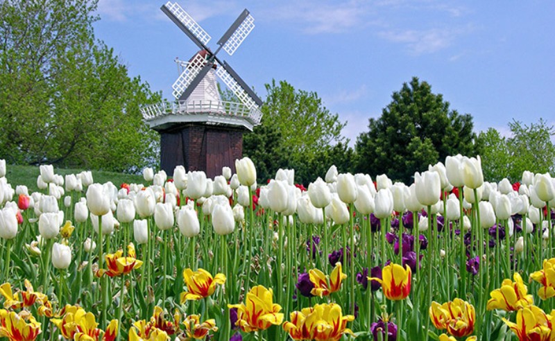 Hoa tulip- vẻ đẹp tượng trưng của Hà Lan