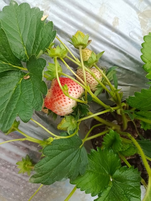 Mụn Dừa Trồng Dâu Tây – Giá Thể Chuyên Dụng Cho Strawberry | VinaTap Việt Nam