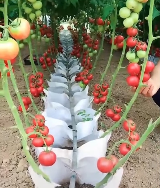Xơ dừa trồng cà chua